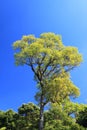 Green tree and Blue sky