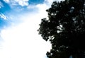 Green tree and blue sky in the afternoon