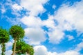 Green tree on blue sky