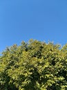 Green tree on blue sky background. Green leaves and twigs on clear blue sky background. Royalty Free Stock Photo