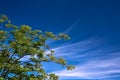 Green tree blue sky background Royalty Free Stock Photo