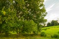 Green tree on blue sky