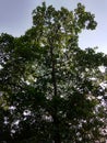 Green Tree and Blue Sky at Chattogram Bangladesh Royalty Free Stock Photo
