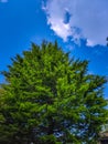 Green tree blue sky clouds morning light photography