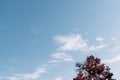 Green tree with blue sky nice view Royalty Free Stock Photo