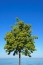 Green tree, blue sky, water Royalty Free Stock Photo