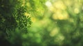 Green tree with blurred background Royalty Free Stock Photo