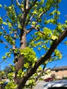 Green tree and boue sky