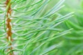 Green tree branch close up with pine needles with shallow focus. Fluffy fir tree brunch close up. Christmas wallpaper Royalty Free Stock Photo