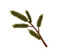 Green tree branch. Evergreen conifer twig. Plant with needles. Winter sprig. Christmas holiday natural decoration