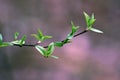 Green tree branch. Royalty Free Stock Photo