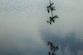 A green tree branch and reflection on the water Royalty Free Stock Photo