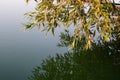 Green tree branches above mirror water surface Royalty Free Stock Photo