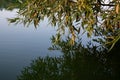 Green tree branches above mirror water surface Royalty Free Stock Photo