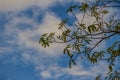 Green tree branches on blue sky and white cloud background. Silhouette green leaves on trees under cloudy bright blue sky. Royalty Free Stock Photo