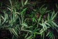 Green tree branches blurred dark background. Foliage through the window. Green plant leaves. Nature background Royalty Free Stock Photo