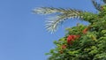 Green tree branches Delonix regia with bright red flowers and palm leaves on a blue sky background Royalty Free Stock Photo
