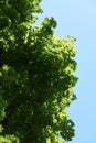 Green tree branches Royalty Free Stock Photo