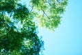 Green tree branches Royalty Free Stock Photo