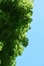 Green tree branches Royalty Free Stock Photo