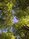 green tree branches and green leaves at summer bottom up view