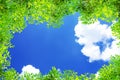 Green tree branches leaves frame on blue sky and clouds nature background Royalty Free Stock Photo