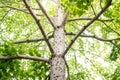Green tree with branches and leaves,trunk of big green tree in p Royalty Free Stock Photo