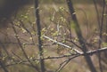 Green tree branches in spring, flora, natura