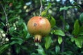 Green tree branches with unripe pomegranate fruits. Fresh pomegranate tree in the garden. Montenegro Royalty Free Stock Photo