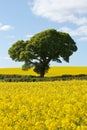 Green Tree in Bright Yellow Rapeseed Fields