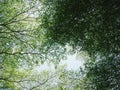 Green tree bush on blue sky and sunshine, green leaves, nature background