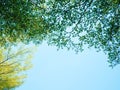 Green tree bush on blue sky and sunshine, green leaves, nature background