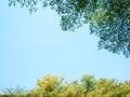 Green tree bush on blue sky and sunshine, green leaves,  nature background Royalty Free Stock Photo