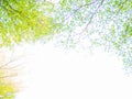 Green tree bush on blue sky and sunshine, green leaves, nature background