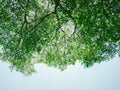 Green tree bush on blue sky and sunshine Royalty Free Stock Photo