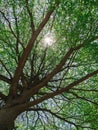 Green tree bush on blue sky and sunshine, green leaves,  nature background Royalty Free Stock Photo