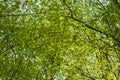 Green tree canopy in spring with fresh leaves
