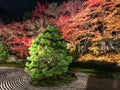 Green tree and colorful maple trees in zen stone garden in japanese temple Royalty Free Stock Photo