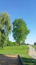 Green tree on a country road with blue sky in the background, serene nature scene