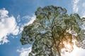 Green tree crown on blue sky background