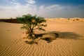 Green tree in the desert.. Climate change with desertification process. Generated AI