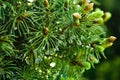 Green tree with dew on the cobweb