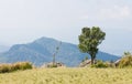 Green Tree with Dried Tree Grass Field Mountain Sky and Cloud at Phu Chi Fa Forest Park Royalty Free Stock Photo