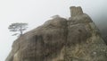 Green tree on edge of cliff in fog. Shot. Stone pillar on rock immersed in dense fog. Mystical atmosphere of autumn fog Royalty Free Stock Photo