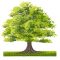 Green tree elevation for landscape scenery background