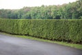 The green tree fence is neatly trimmed. There is an asphalt road in front. The background is a tree with scattered pink flowers Royalty Free Stock Photo