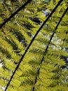 Green tree fern in rainforest vegetation in Tasmania, Australia Royalty Free Stock Photo