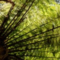 Green tree fern in rainforest vegetation in Tasmania, Australia Royalty Free Stock Photo