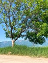 Tree in the field, lonely tree in the field Royalty Free Stock Photo