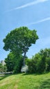 Green tree on a field in a sunny day.